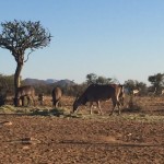 Elands in South Africa