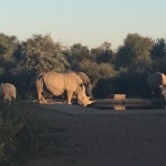 Rhinos in South Africa