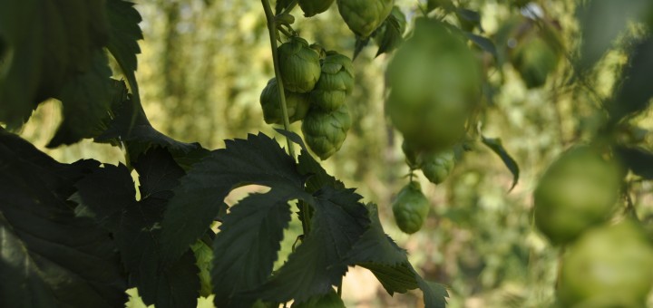 Hopfen - die Seele des Bieres