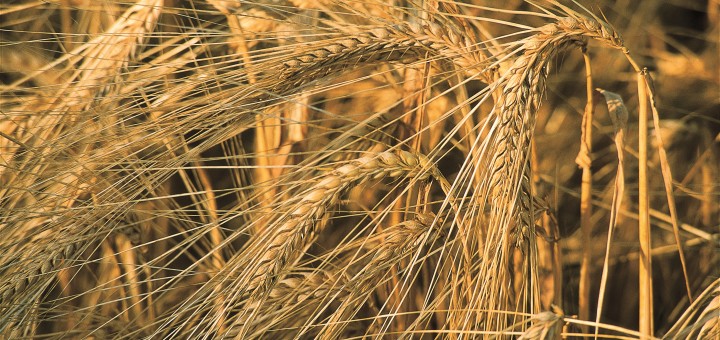 Grain varieties form different malts