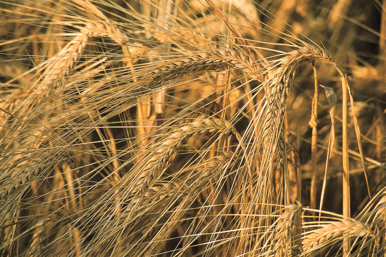 Grain varieties form different malts