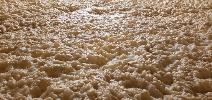 top-fermented yeast