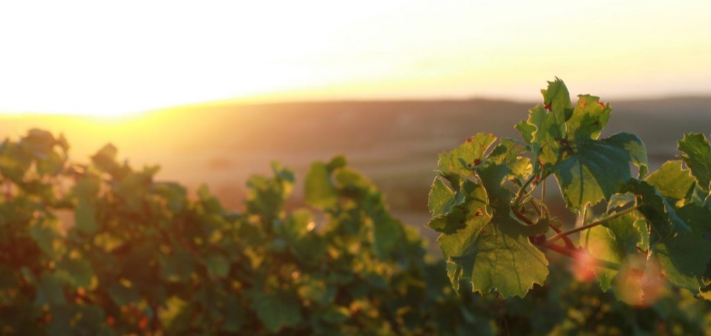 Wein: Nachhaltigkeit heißt auch Qualität