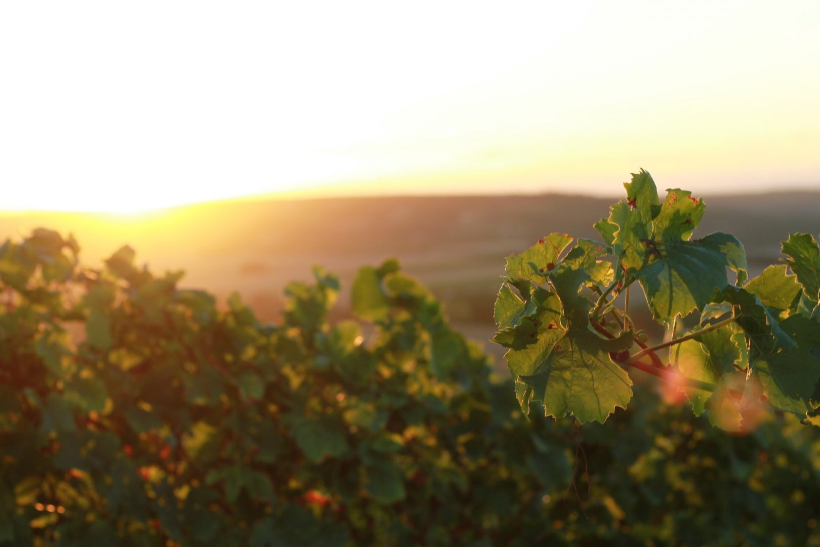 Wein: Nachhaltigkeit heißt auch Qualität