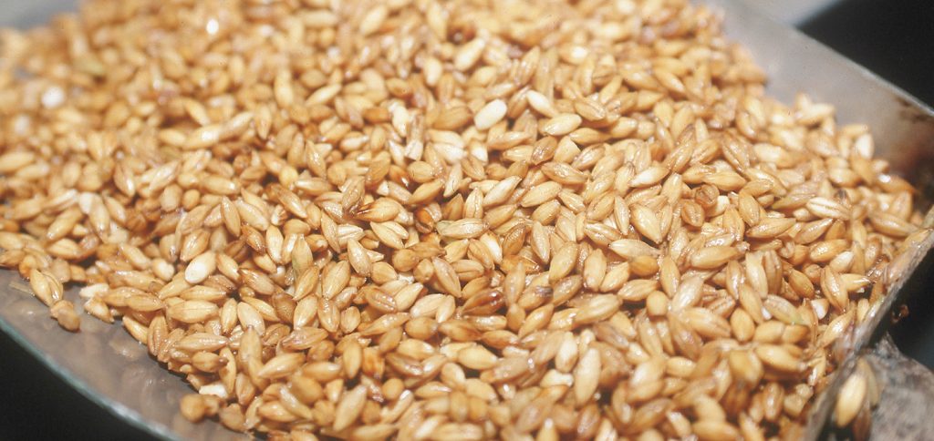 Freshly kilned malt