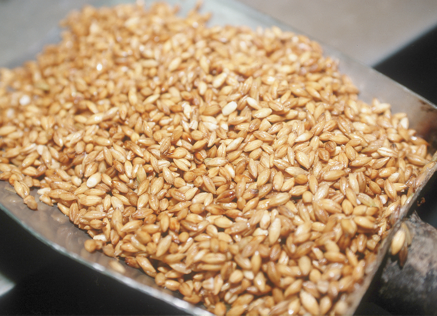 Freshly kilned malt