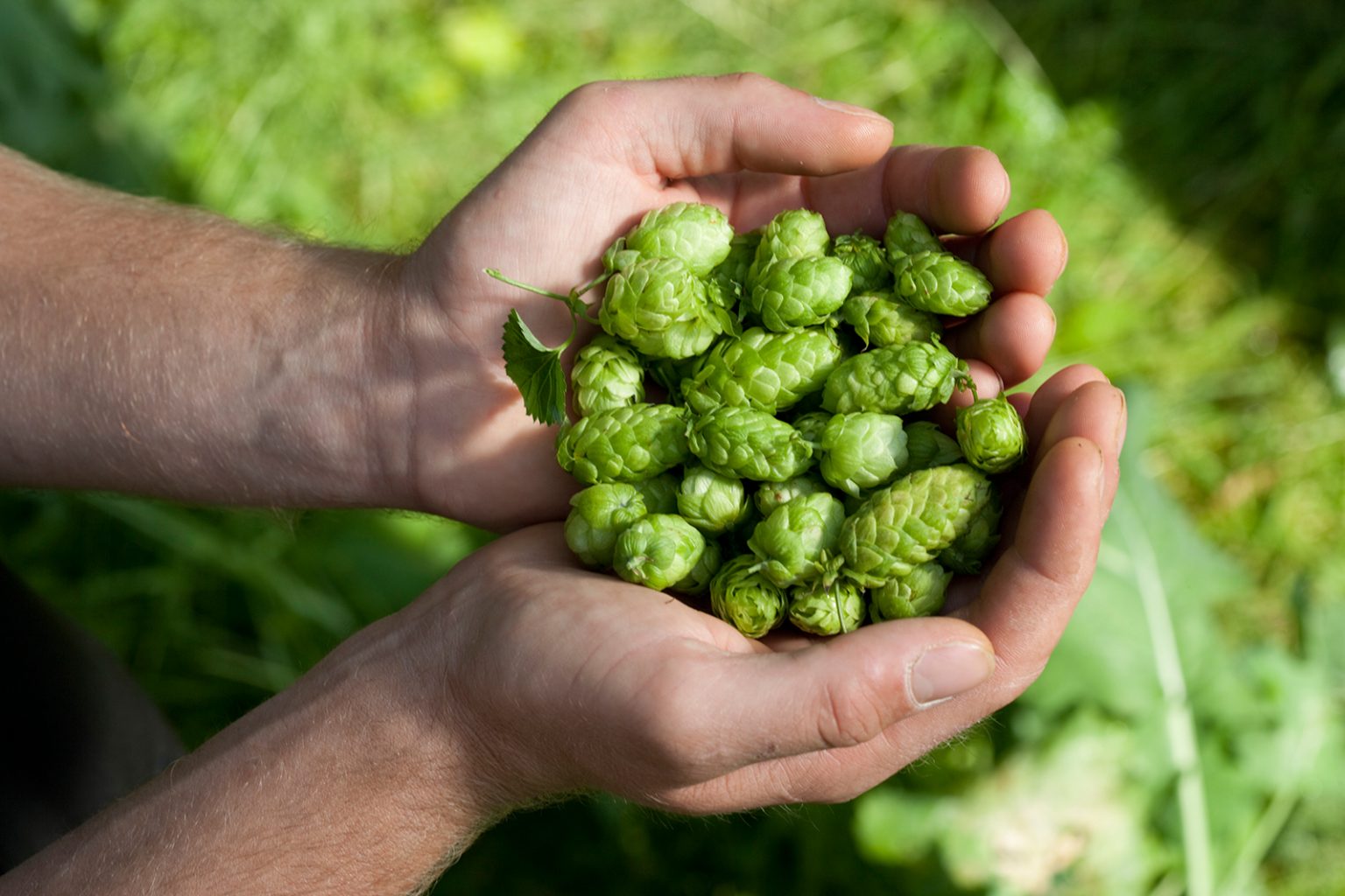 Hände voller Hopfen