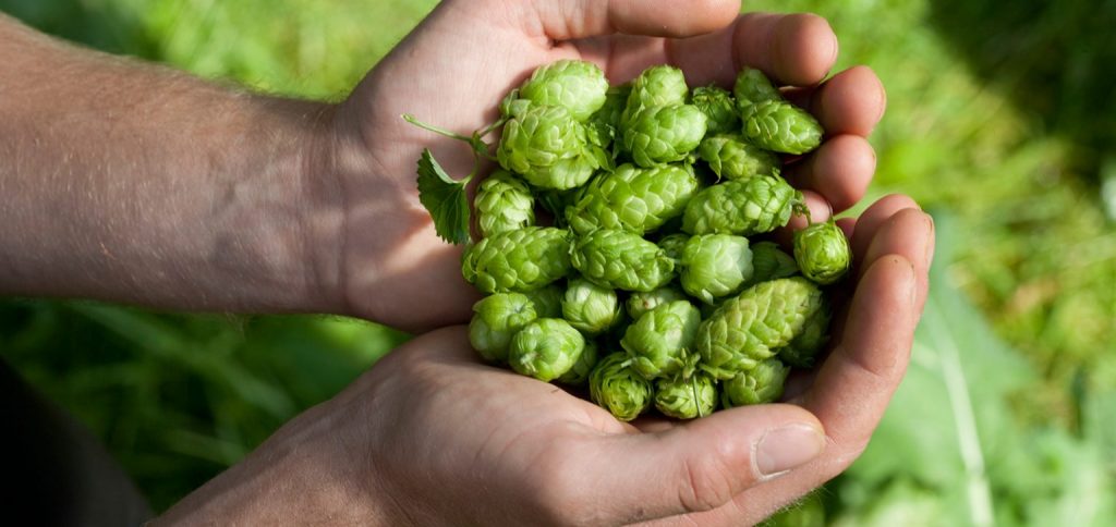 Hands full of hops