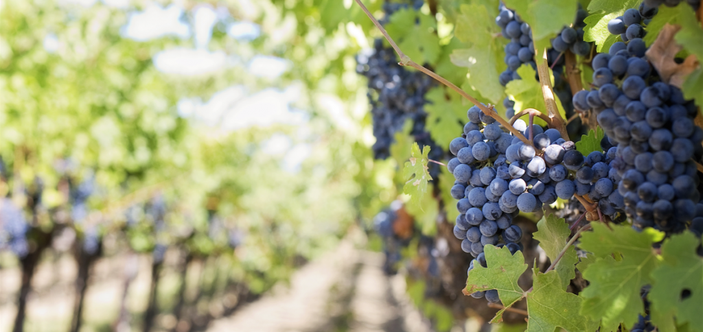 Weinreben mit Weintrauben daran