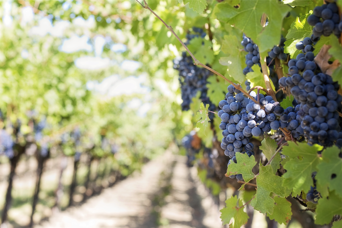 Weinreben mit Weintrauben daran