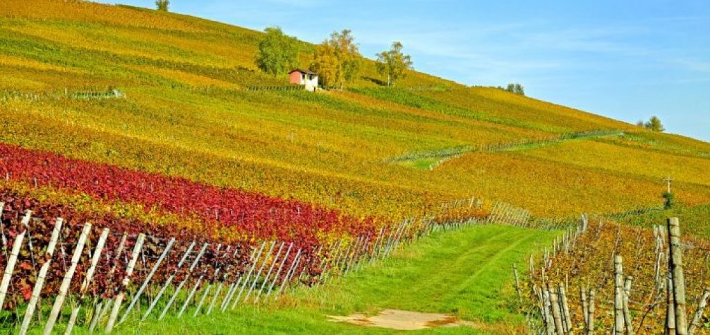 A field with grapevines