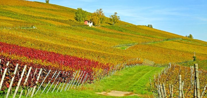 A field with grapevines