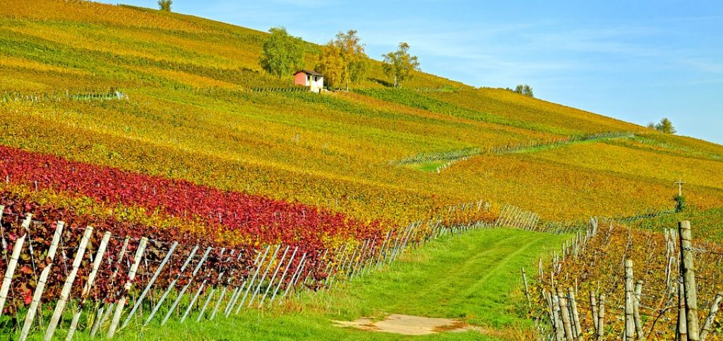 A field with grapevines