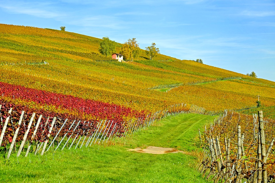 A field with grapevines