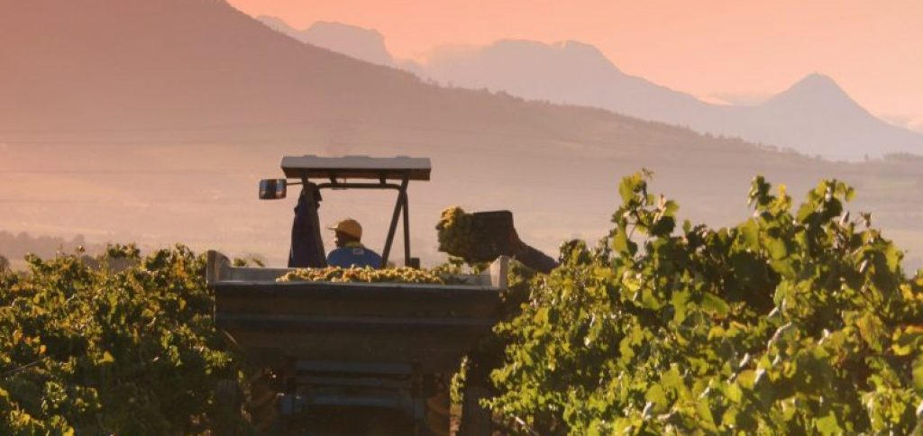 A tractor driving through a grapevine harvesting