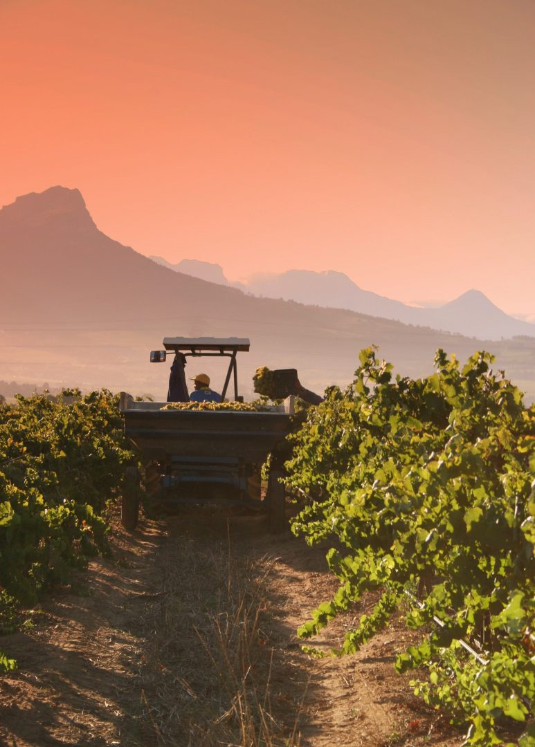 A tractor driving through a grapevine harvesting