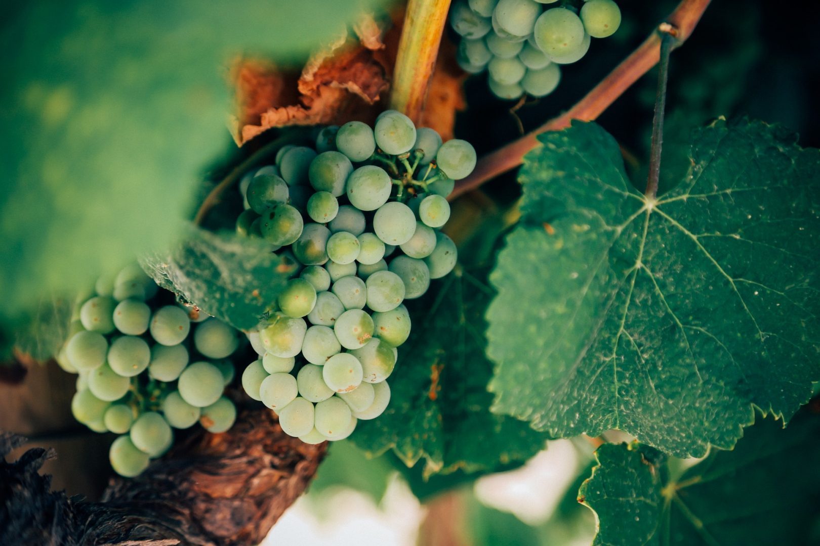 Naturwein: Zurück zur Natur liegt im Trend