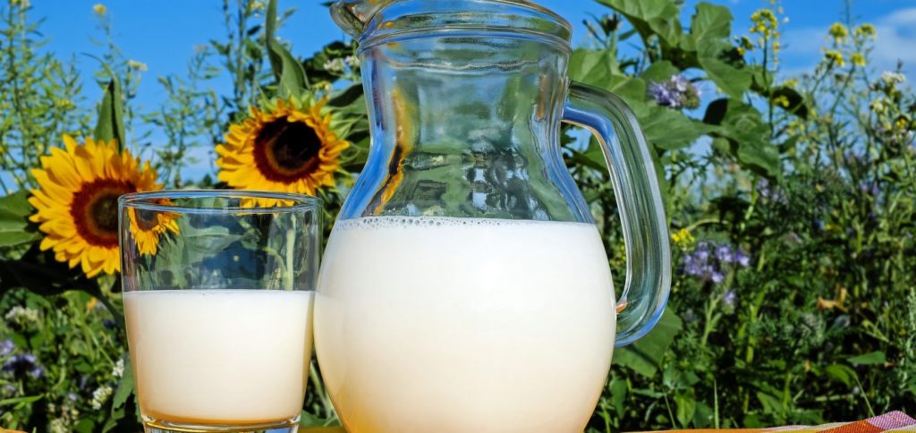 A jug and a glass of milk in front of sunflowers