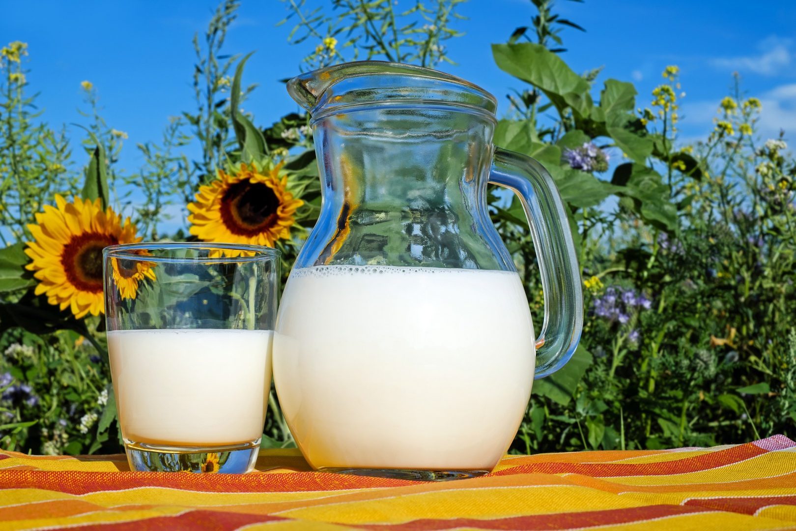 A jug and a glass of milk in front of sunflowers