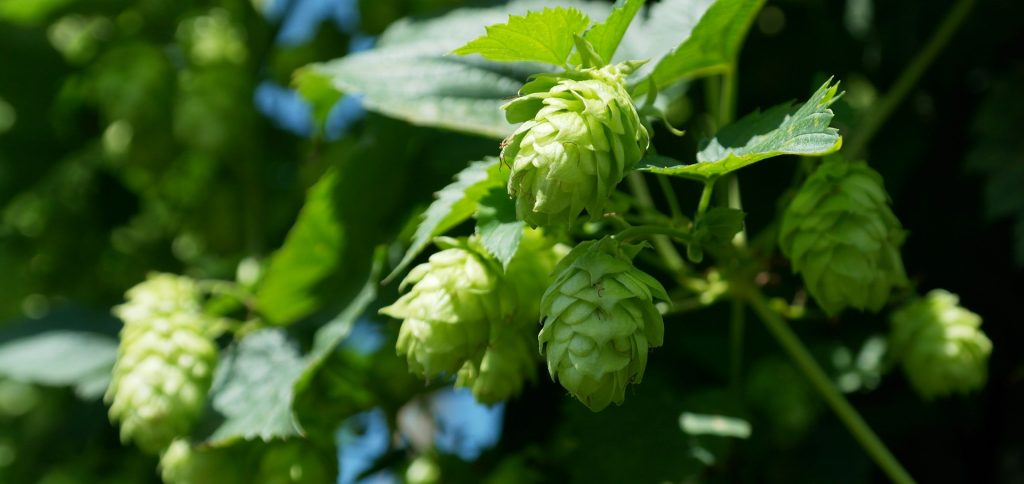 Major changes in the hops market – bittering hops vs. aroma hops