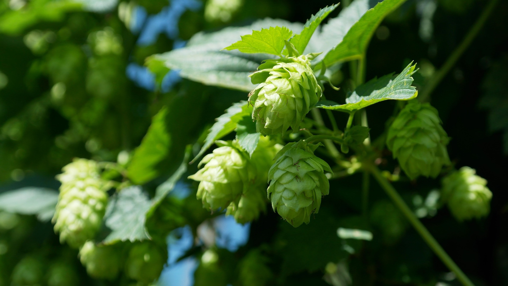 Major changes in the hops market – bittering hops vs. aroma hops