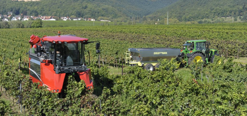 Weinernte 2018 – Gute Aussichten