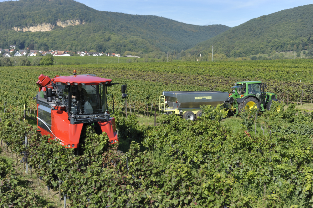 Weinernte 2018 – Gute Aussichten