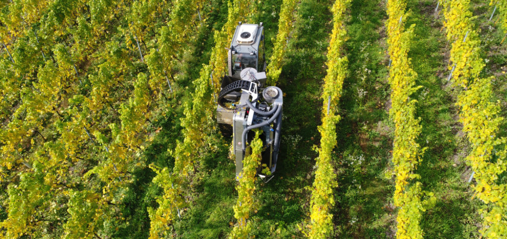 Winegrowing technique saved by innovation