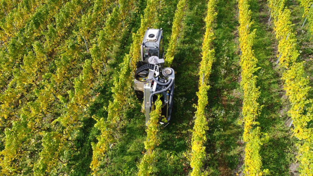 Winegrowing technique saved by innovation