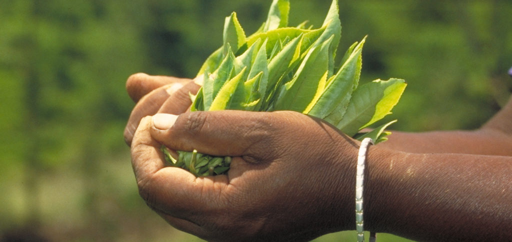 Tea creations from fresh tea leaves