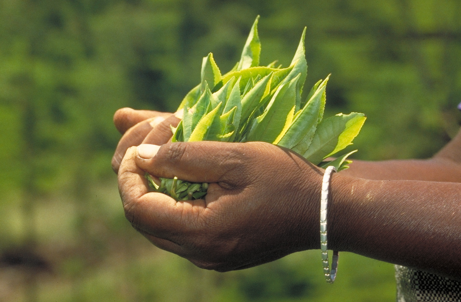 Tea creations from fresh tea leaves