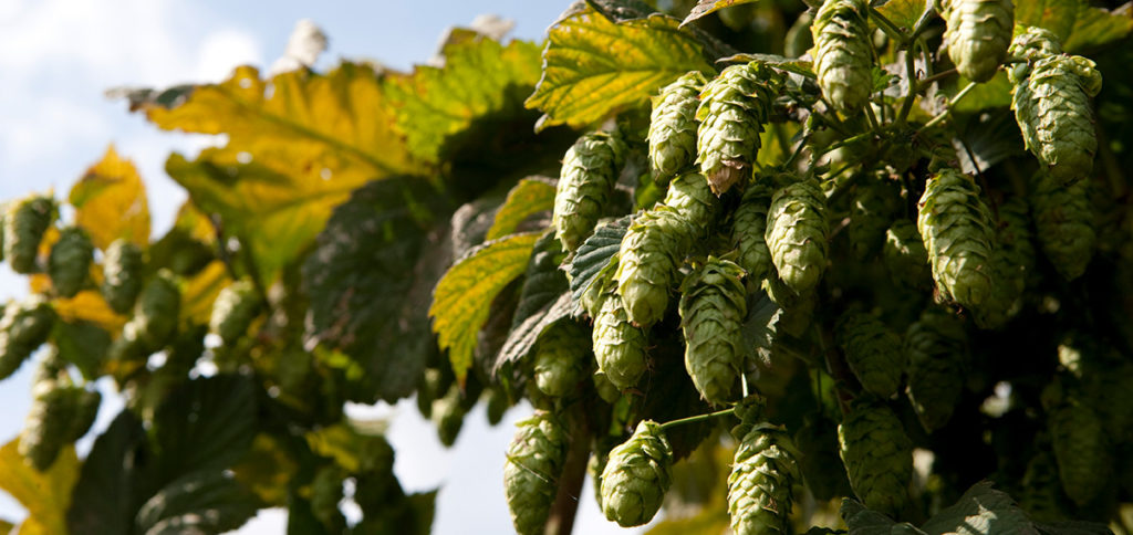 Hops market - demand is rising