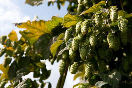 Hops market - demand is rising