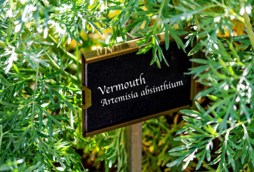 Vermouth