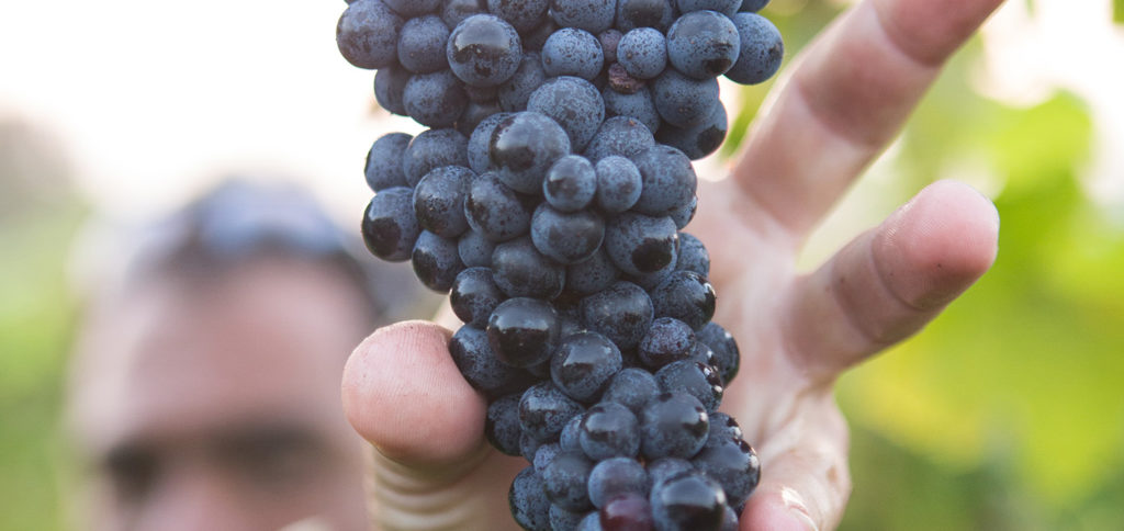 2019 grape harvest in Europe