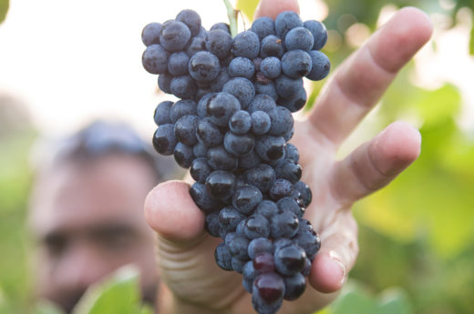 2019 grape harvest in Europe