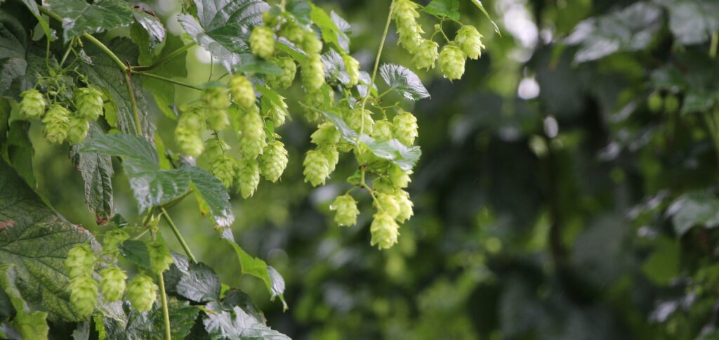 Hopfen vor der Ernte