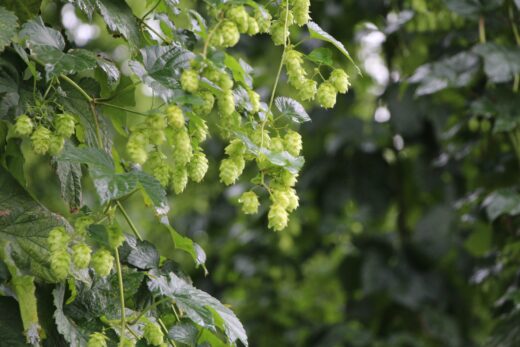 Hopfen vor der Ernte